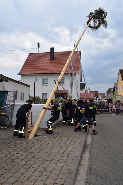 Mit vereinten Kräften wird der Baum wieder neu ausgerichtet.  | Foto: B.Bender