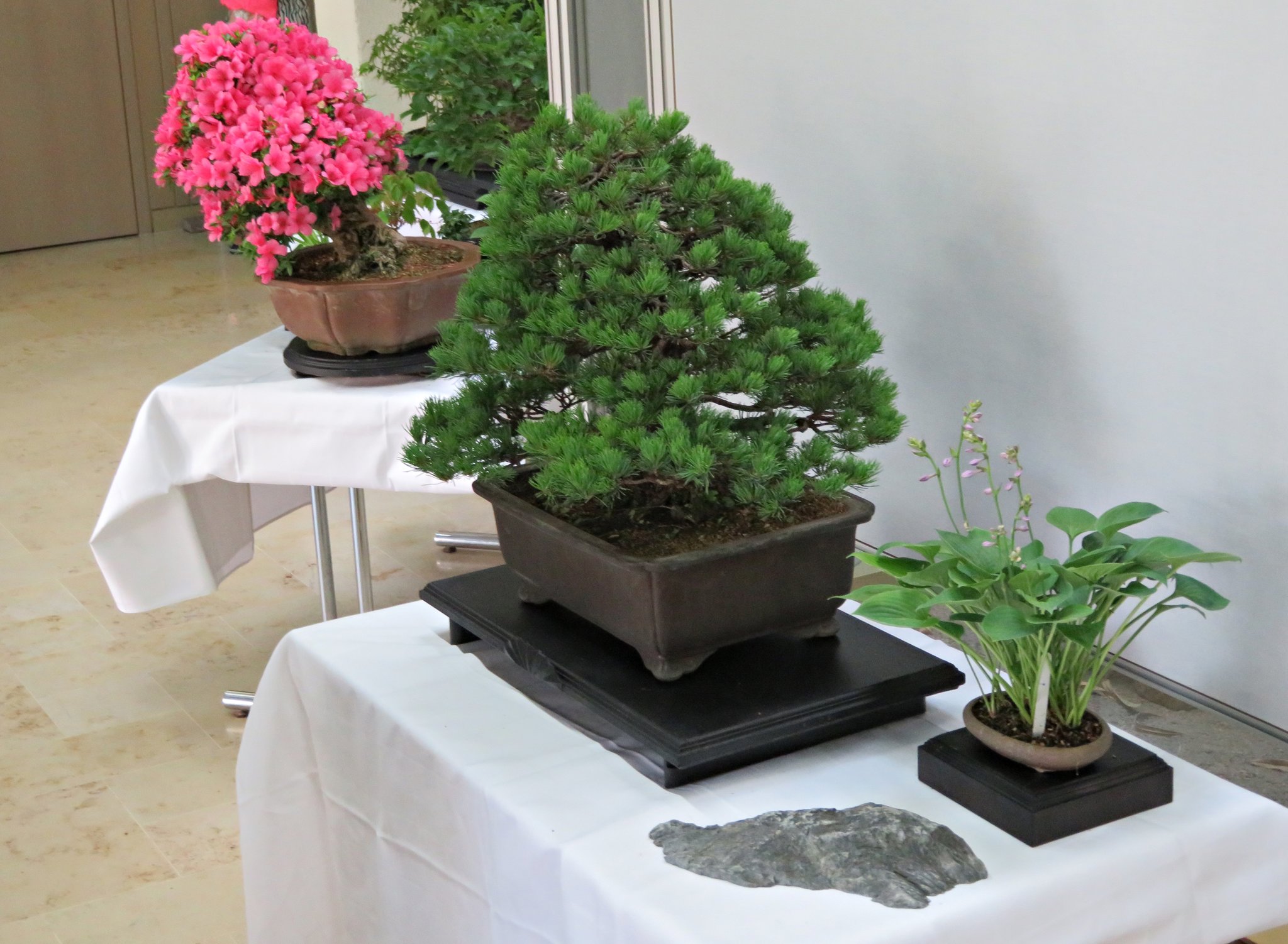 BriMel unterwegs: Bonsai-Ausstellung  klein aber fein - Schifferstadt