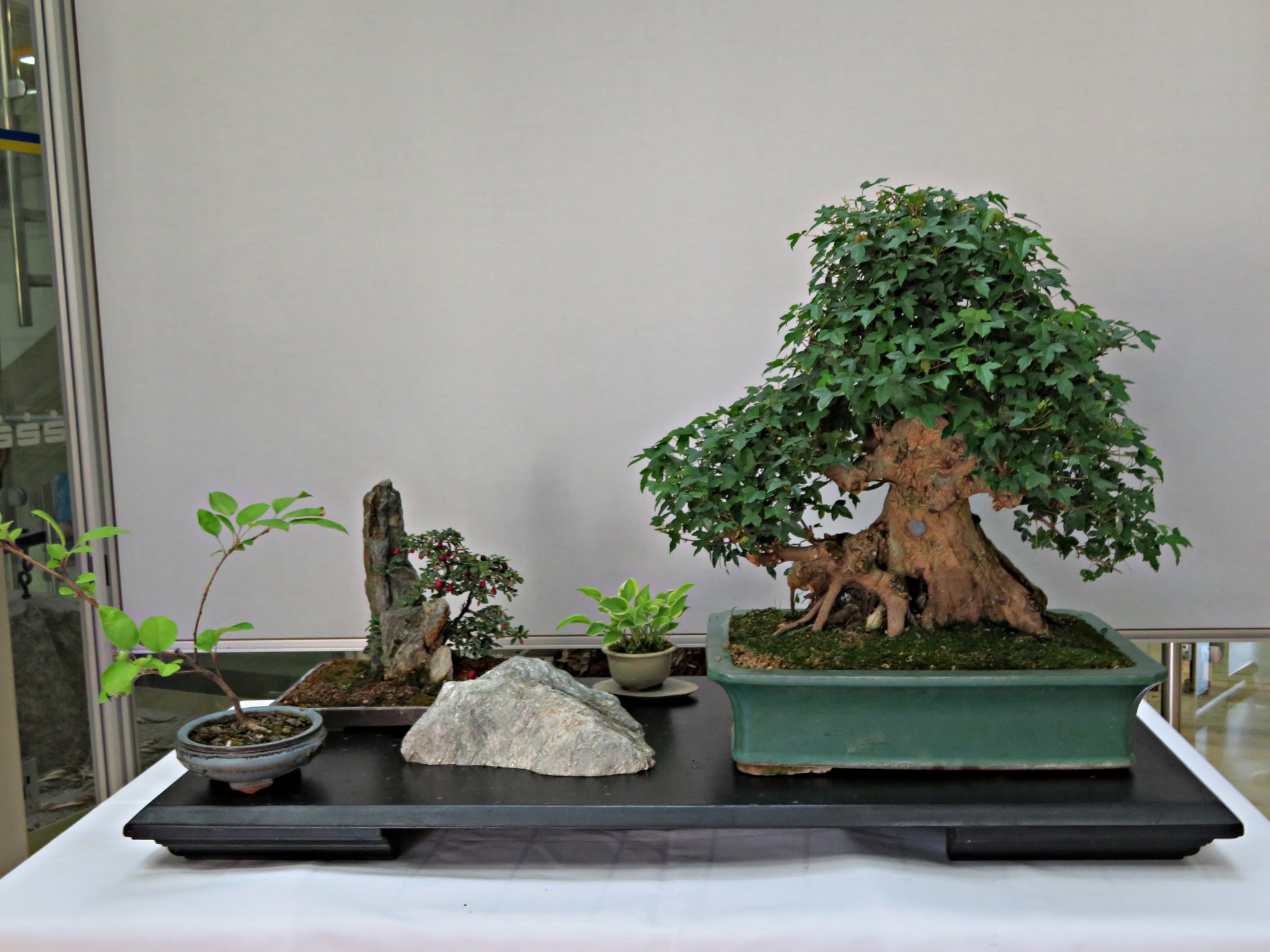 BriMel unterwegs: Bonsai-Ausstellung  klein aber fein - Schifferstadt