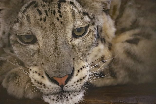 Junger Franzose im Portrait: Der Zweijährige Schneeleoparden-Kater Akar. | Foto: Timo Deible/Zoo