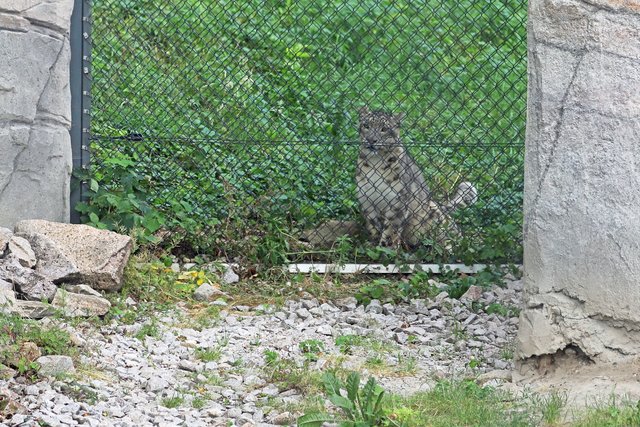 Am sogenannten "Hochzeitsgitter" wartet Akar. Julika kommt mittlerweile regelmäßig vorbei und schaut nach dem Neuen. | Foto: Timo Deible/Zoo