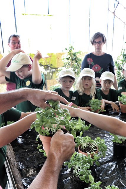 Basilikum kann mehr als Tomate-Mozzarella - er hilft auch bei Magengrummeln und Prüfungsangst, erklärt Martin Geißler. | Foto: Bauer