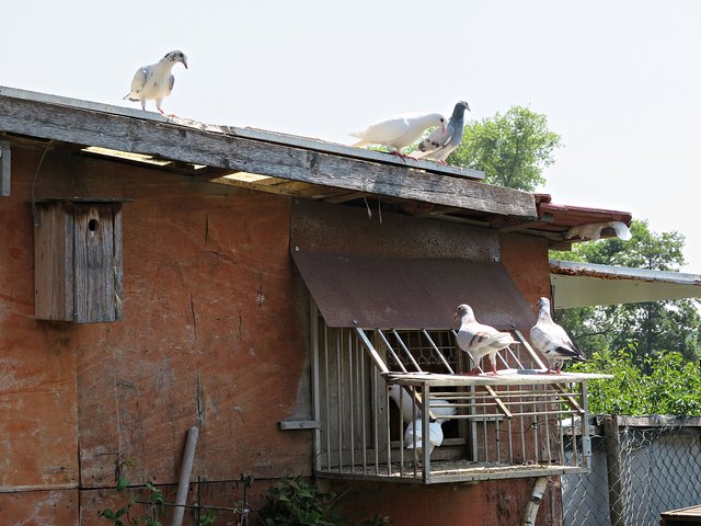 Tauben finden immer wieder heim | Foto: Brigitte Melder