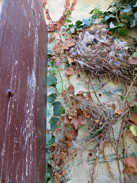 Hinter dem Fensterladen entdecktes Nest | Foto: Brigitte Melder