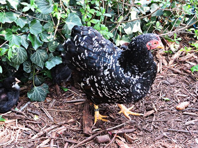 Huhn mit Küken | Foto: Brigitte Melder