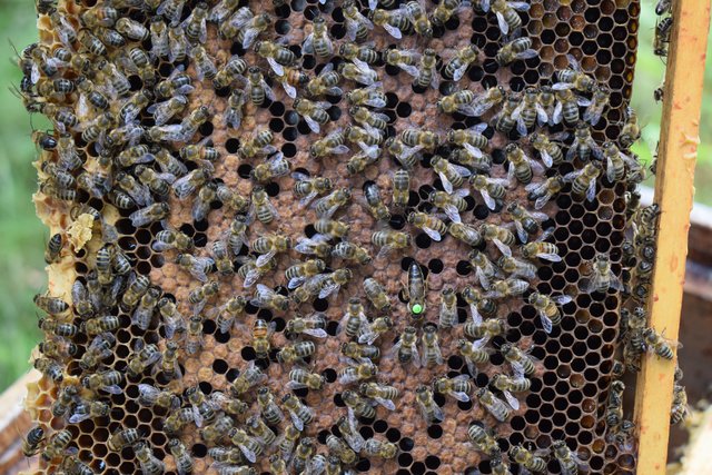 Suchbild: wer findet die Bienenkönigin? | Foto: B.Bender