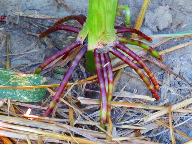 Die Wurzeln sehen schon komisch aus | Foto: Brigitte Melder