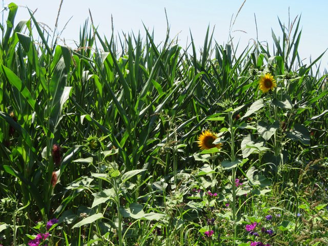 Am Feldrand wachsen nicht nur Sonnenblumen | Foto: Brigitte Melder