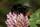 Die Steinhummel - sie braucht auch Hilfe.  Foto: Nabu/Helge May