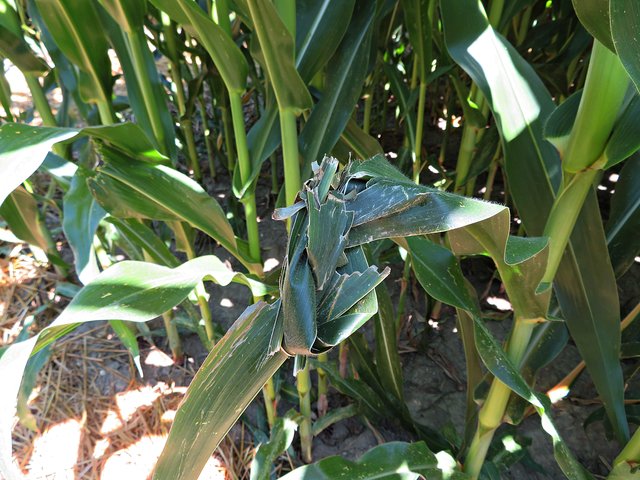 in Knoten im Maisblatt? Wer muss an was denken? | Foto: Brigitte Melder