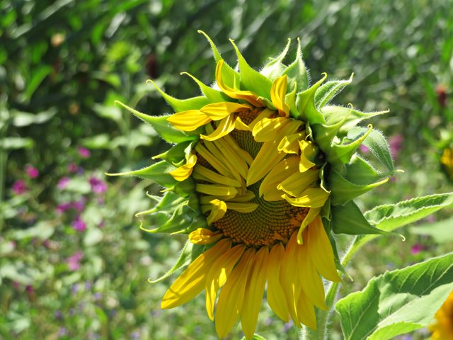 Junge Sonnenblume | Foto: Brigitte Melder