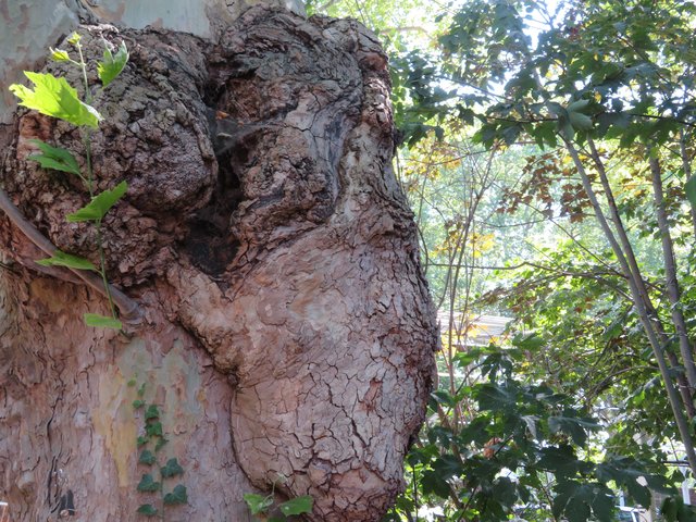 Auf der Parkinsel wachsen eigenartige Bäume ;-) | Foto: Brigitte Melder