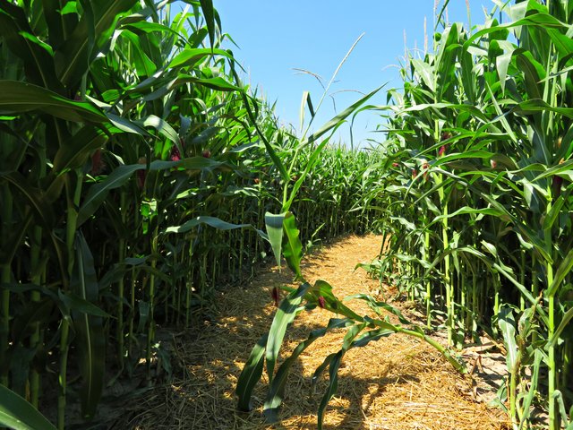 Da stellt sich ein Stängel voll in den Weg | Foto: Brigitte Melder