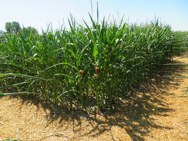 Links oder rechts, das ist hier die Frage | Foto: Brigitte Melder