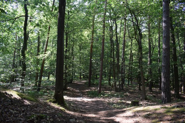 Nach dem ersten Anstieg: schöne und beschauliche Waldwege. | Foto: B.Bender