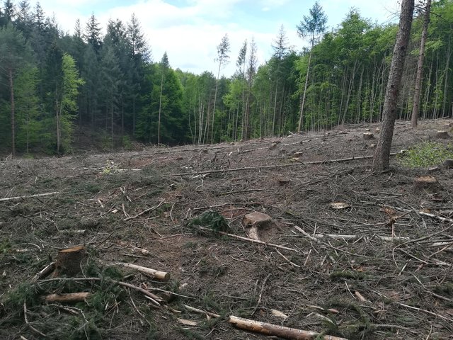 Waldschäden F