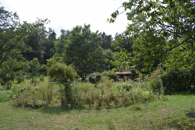 Wilder Kräutergarten. | Foto: B.Bender