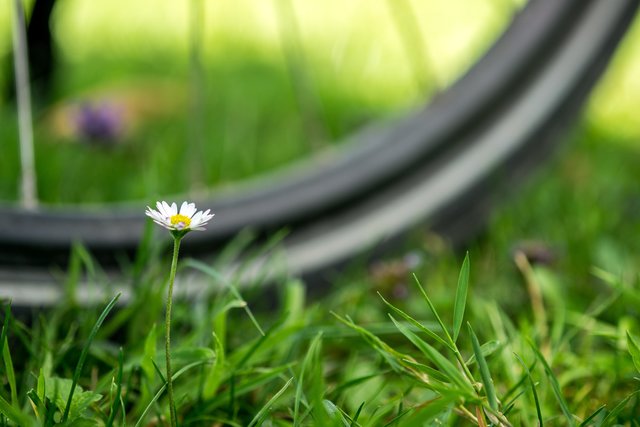 Nach einer Fahrradtour nach Kirrweiler erwandert die Gruppe den biblischen Weinpfad.