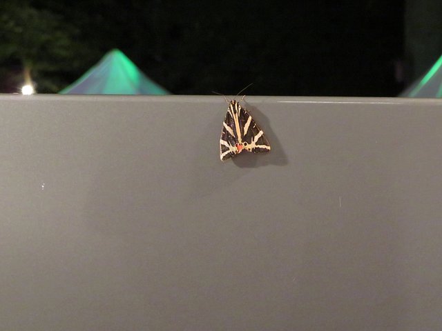 Wollte wohl mitfeiern: Der Russische Bär | Foto: Brigitte Melder