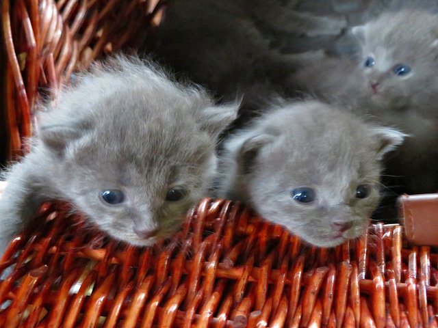 Knuddelalarm | Foto: Brigitte Melder