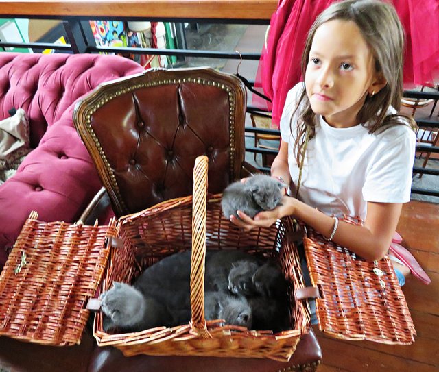 Chloé mit einem Korb voller Katzenbabys | Foto: Brigitte Melder