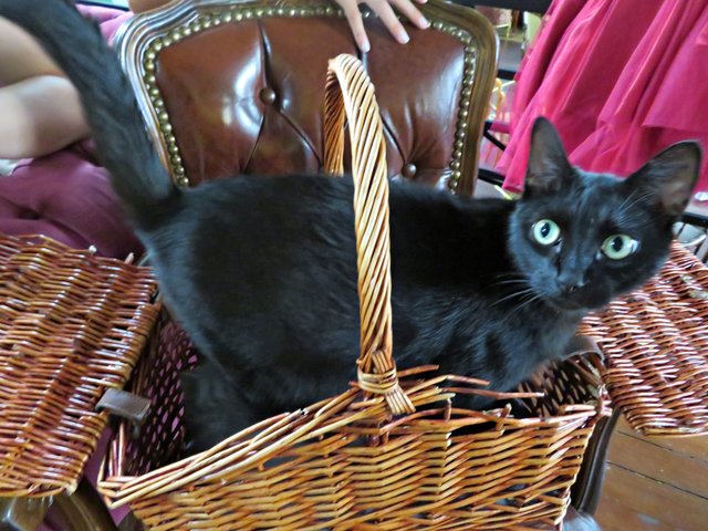 Mama Lulu schaut mal nach dem Rechten | Foto: Brigitte Melder