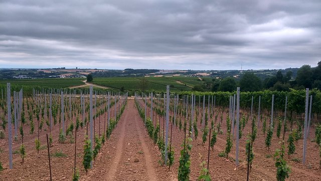 Blick Richtung Frankreich.  | Foto: B.Bender