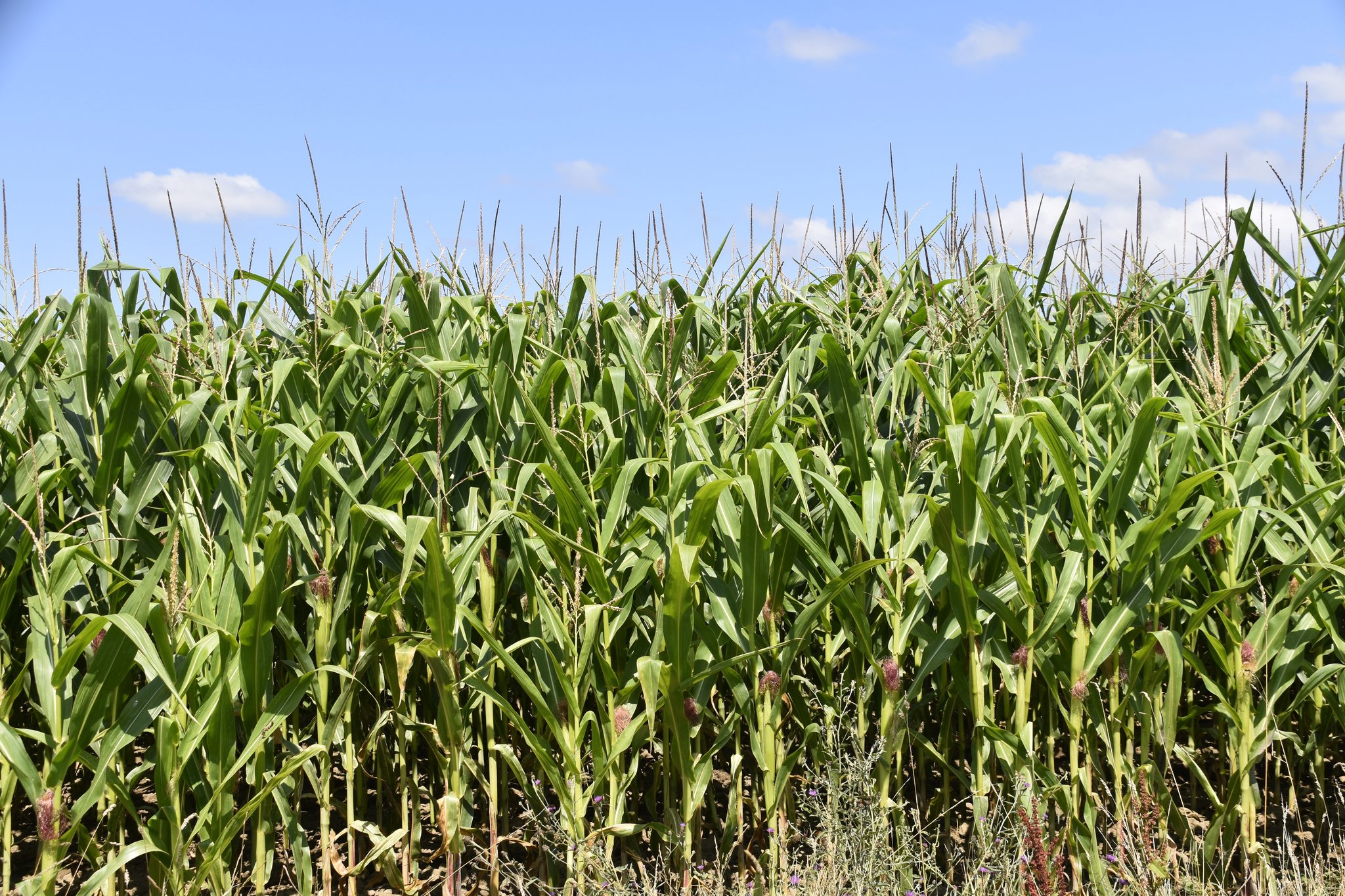 Кукурузное поле. Кукурузное поле с высоты. Поля кукурузы рядом. Плантации кукурузы. Кукурузное поле с тропой.