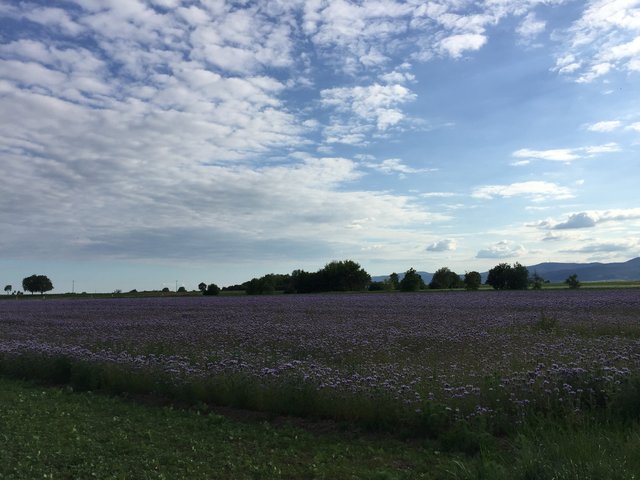 Feld mit Bienenfreund (Phacelia) bei Hochdorf Assenheim
aufgenommen am 31.05.2019