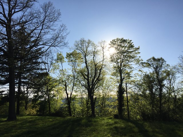 Im Wald bei der Limburg/Bad Dürkheim
aufgenommen am 21.04.2019