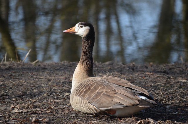 Im Wildpark Rheingönnheim
aufgenommen am 25.03.2018