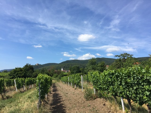 In den Weinbergen bei Hambach: Blick auf die Hambacher Kirche und das Hambacher Schloss
aufgenommen am 10.07.2019