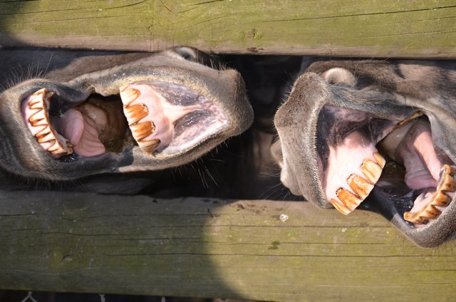 Gesehen im Wildpark Rheingönnheim
aufgenommen am 25.03.2018