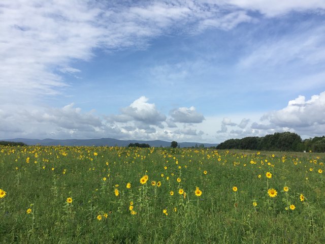 Sonnenblumenfeld beim Schwanenweiher Fußgönnheim mit Blick auf das Haardt Gebirge
aufgenommen am 12.08.2019