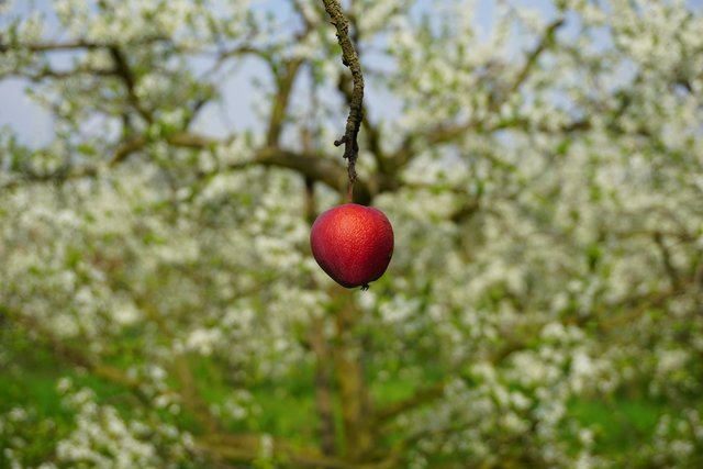 Apfel im Frühling
Fotografiert in Meckenheim im Weinberg | Foto: Katrin Hill