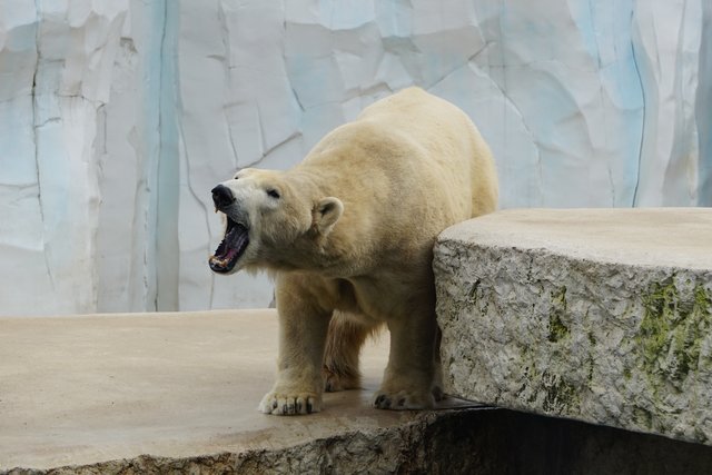 Eisbär
im Karlsruher Zoo | Foto: Katrin Hill