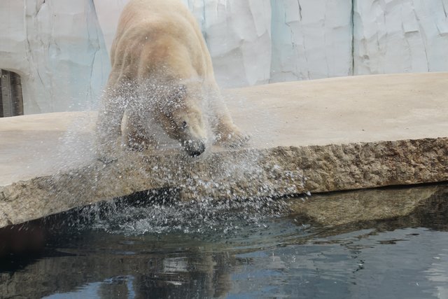 Eisbär
im Karlsruher Zoo | Foto: Katrin Hill