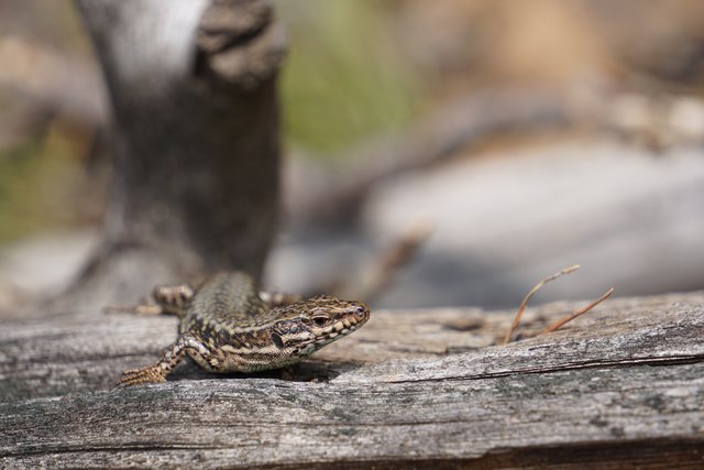 Eidechse
Fotografiert in der Nähe der Hohen Loog im Pfälzerwald (Haardt) | Foto: Katrin Hill