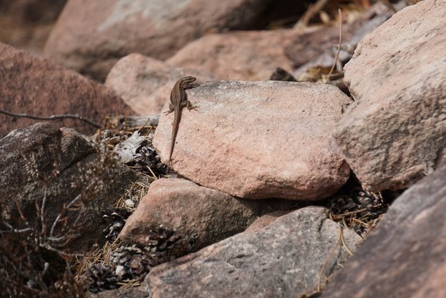 Eidechse
Fotografiert in der Nähe der Hohen Loog im Pfälzerwald (Haardt) | Foto: Katrin Hill