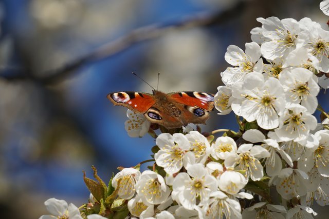 Pfauenauge in den Blüten
Fotografiert im Deidesheimer Paradiesgarten | Foto: Katrin Hill
