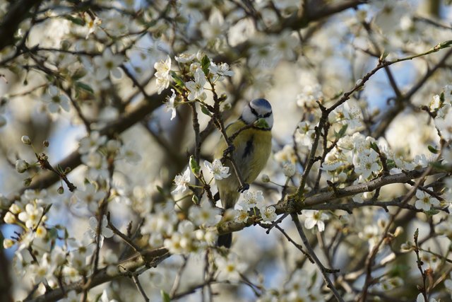 Blaumeise
Fotografiert in Meckenheim im Weinberg | Foto: Katrin Hill