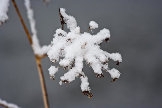 " Eisblume" Mutterstadt 