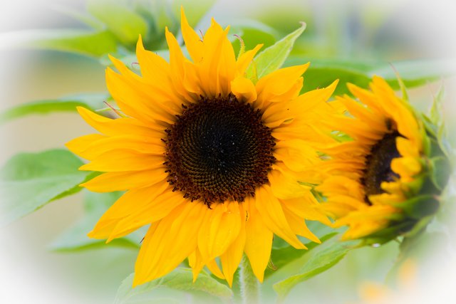 Sonnenblume Mutterstadt 