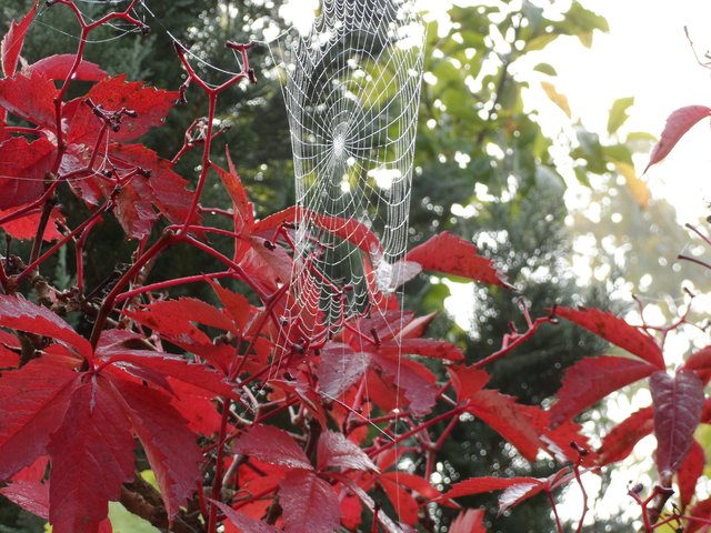 Der Herbst hinterlässt seidene Spuren (Mörsfeld)