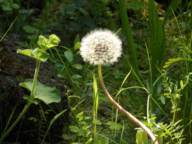 Pusteblume war der Frühling nicht in Mörsfeld