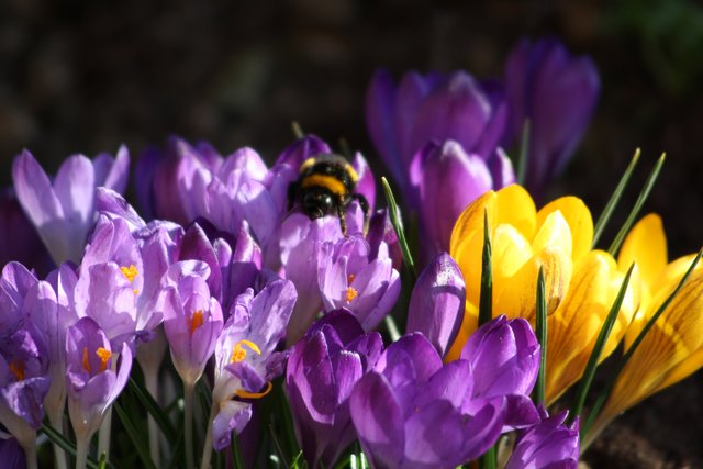 Kleiner Frühlingsbote in St.Julian