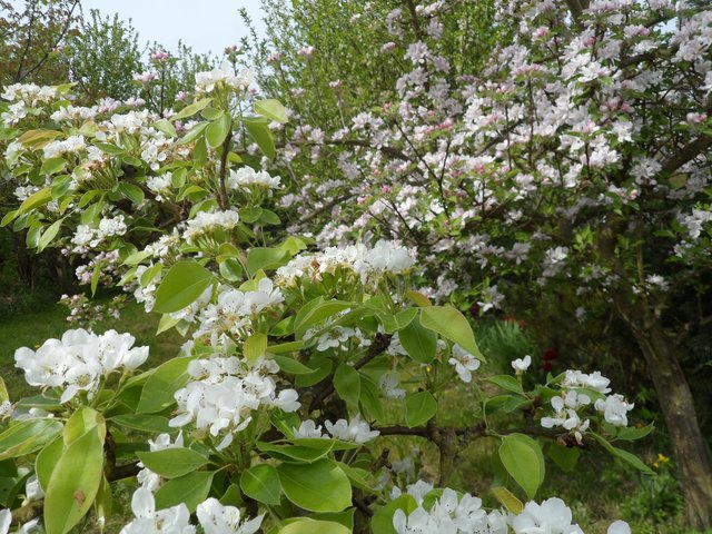 Apfel- und Birnenblüten-Frühlings-Mix (Mörsfeld)