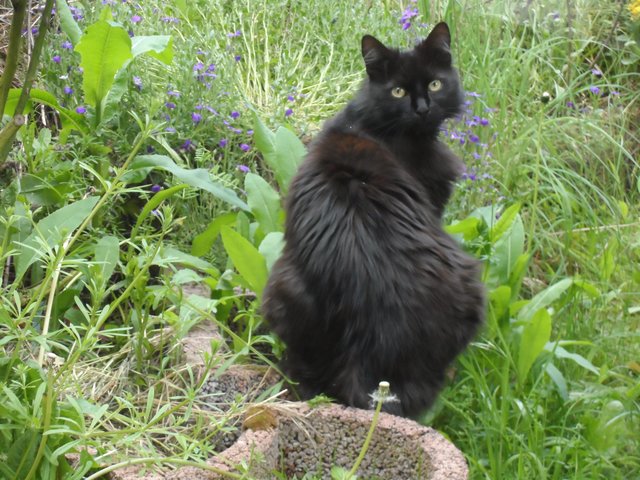 Schwarze Katze im Mai und das Unglück ist vorbei (Mörsfeld)