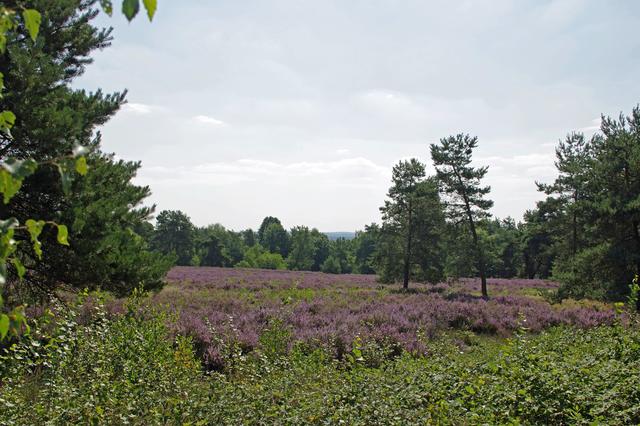 Mehlinger Heide | Foto: Ilona Schäfer