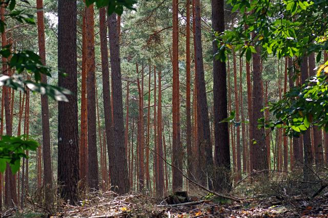 Geheimnisvoller Pfälzer Wald | Foto: Ilona Schäfer